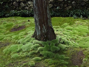 Kyoto Moss Garden