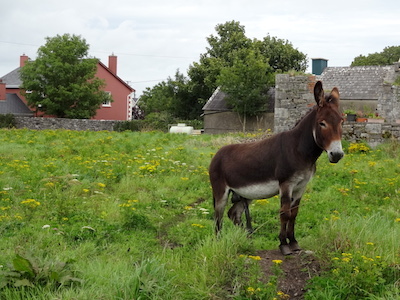 Kilfenora donkey