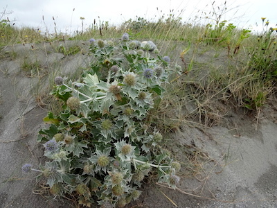 At Bishop's Quarter Beach