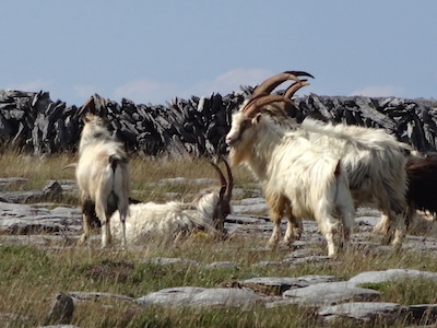 Burren