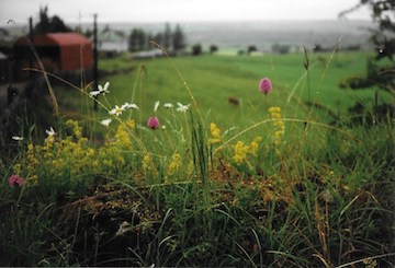 Burren orchid